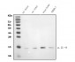 Anti- IL-9 Monoclonal Antibody