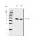 Anti- IFN Gamma Monoclonal Antibody 