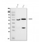 Anti-SMAD2 Antibody Picoband™ (monoclonal, 3C4)