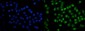 Anti-SAMHD1 Antibody Picoband™ (monoclonal, 3B9)