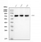 Anti-SAMHD1 Antibody Picoband™ (monoclonal, 3B9)