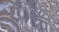 Anti-SAMHD1 Antibody Picoband™ (monoclonal, 10H8)