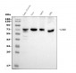 Anti-SAMHD1 Antibody Picoband™ (monoclonal, 10H8)