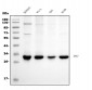 Anti-PNP Antibody Picoband™ (monoclonal, 7G5)