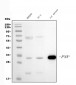 Anti-PNP Antibody Picoband™ (monoclonal, 2H10)
