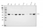 Anti-MEK2/MAP2K2 Antibody Picoband™ (monoclonal, 2B4)