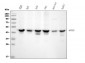 Anti-MEK2/MAP2K2 Antibody Picoband™ (monoclonal, 2H4)