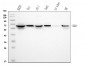 Anti-GRB10 Antibody Picoband™ (monoclonal, 5H7)