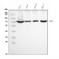 Anti-Ku70 Antibody Picoband™ (monoclonal, 9B6)