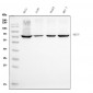 Anti-Ku70 Antibody Picoband™ (monoclonal, 3D7)