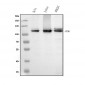 Anti-MCM6 Antibody Picoband™ (monoclonal, 10I9)