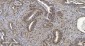 Anti-HP1 alpha/CBX5 Antibody Picoband™ (monoclonal, 8G6)