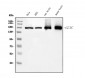 Anti-Clathrin heavy chain/CLTC Antibody Picoband™ (monoclonal, 6D3)