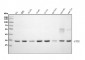 Anti-REA/PHB2 Antibody Picoband™ (monoclonal, 2B5)