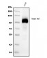 Anti-Integrin beta 5/ITGB5 Antibody Picoband™ (monoclonal, 9E2)