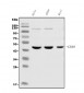 Anti-Cbx8 Antibody Picoband™ (monoclonal, 8G7)
