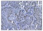 Anti-Ki67 Antibody Picoband™ (monoclonal, 5E12)