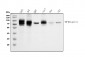Anti-TGFBR2 Antibody Picoband™ (monoclonal, 2F11)