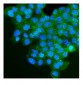 Anti-IGF2R Antibody Picoband™ (monoclonal, 4I11)