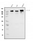 Anti-IGF2R Antibody Picoband™ (monoclonal, 6G2)