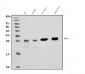 Anti-PGP9.5 Antibody Picoband™ (monoclonal, 3E4)