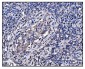 Anti-Hsp90 alpha Antibody Picoband™ (monoclonal, 6B5)