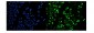 Anti-JAB1 Antibody Picoband™ (monoclonal, 4G9)