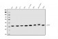 Anti-JAB1 Antibody Picoband™ (monoclonal, 4G9)