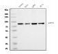 Anti-Calpain 1 Antibody Picoband™ (monoclonal, 2I10)