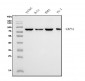 Anti-Calpain 1 Antibody Picoband™ (monoclonal, 2E3)