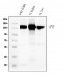 Anti-CD13/ANPEP Antibody Picoband™ (monoclonal, 7F2)