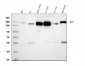Anti-CD13/ANPEP Antibody Picoband™ (monoclonal, 9G5)