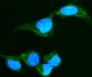 Anti-Alpha A Crystallin Antibody Picoband™ (monoclonal, 10B9)