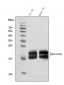 Anti-Alpha A Crystallin Antibody Picoband™ (monoclonal, 10B9)