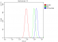 Anti-Alpha A Crystallin Antibody Picoband™ (monoclonal, 8H6)