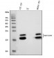 Anti-Alpha A Crystallin Antibody Picoband™ (monoclonal, 8H6)