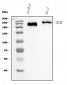 Anti-CD45 Antibody Picoband™ (monoclonal, 2H3)