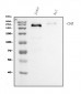Anti-CD45 Antibody Picoband™ (monoclonal, 3H6)