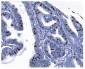Anti-Ki67 Antibody Picoband™ (monoclonal, 5C7)