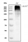 Anti-Ki67 Antibody Picoband™ (monoclonal, 5C7)