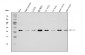 Anti-Rab11A Antibody Picoband™ (monoclonal, 4H9)
