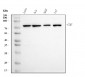 Anti-Cyclin T1 Antibody Picoband™ (monoclonal, 3B7)