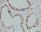 Anti-RPA32/RPA2 Antibody Picoband™ (monoclonal, 3B2E9)