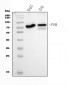 Anti-POR Antibody Picoband™ (monoclonal, 7F5)
