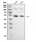 Anti-FGG Antibody Picoband™ (monoclonal, 5H9)
