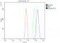 Anti-Annexin VI Antibody Picoband™ (monoclonal, 4C4)