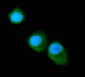 Anti-Annexin VI Antibody Picoband™ (monoclonal, 4C4)