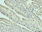 Anti-Annexin VI Antibody Picoband™ (monoclonal, 4C4)