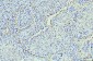 Anti-Annexin VI Antibody Picoband™ (monoclonal, 4C4)