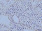 Anti-Annexin VI Antibody Picoband™ (monoclonal, 4C4)